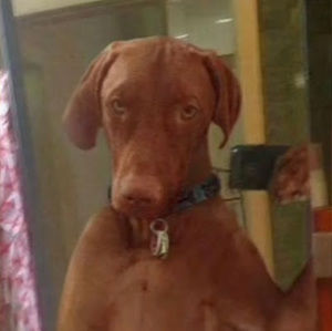 Meet your Posher, Reece